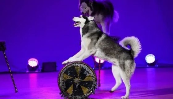 Цирк «Бруно», Сковородино